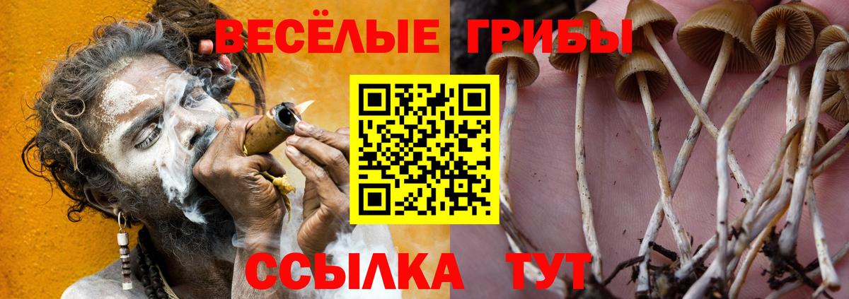 Галлюциногенные грибы мицелий  цены наркотик  Гурьевск  Вход с VPN 